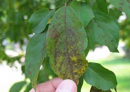 Check spelling or type a new query. 12 Common Apple Tree Diseases And How To Treat Them Rhythm Of The Home