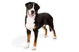 Greater Swiss Mountain Dog Dog Breed Information