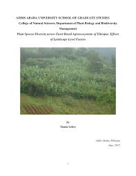 Image result for Vernonia karaguensis