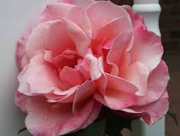 صور ورود 2020 اجمل صور زهور احلى صور ورود جميلة زينه beautiful flowers images flower images free flower images