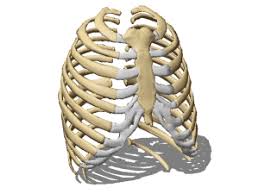 Human Rib Cage 3d Model Human Rib Cage 3d Model Model