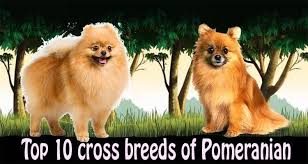 We did not find results for: Pomeranian Mix Top 10 Pomeranian Cross Breeds