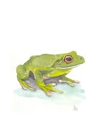 Grenouille Grenouille Art Dessin Grenouille Dessin Chateau