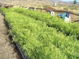 Image result for Lepidotrichilia volkensii