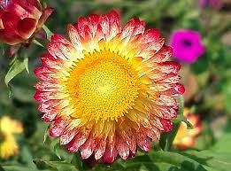 Image result for Helichrysum argyrosphaerum
