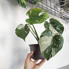 Monstera Deliciosa Thai Constellation Plants Variegated Plants Monstera Deliciosa