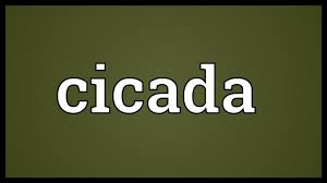 The cicadas (/sɪˈkɑːdə/ or /sɪˈkeɪdə/) are a superfamily, the cicadoidea, of insects in the order hemiptera (true bugs). Cicada Meaning Youtube