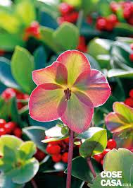 Febbraio fiori rubriche senza categoria. Anna S Red Fiorisce Da Febbraio Ad Aprile I Fiori Emergono Come Boccioli Viola Rossi E Virano Al Fucsia Magenta Q Fiori Fiori Semplici Fioriture Primaverili