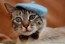 Chat Dans Le Chapeau Translation Cat In The Hat French Cats Cute Cats Cats
