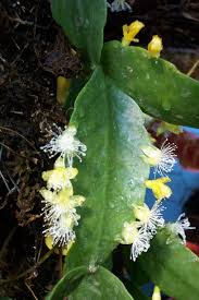 Image result for Rhipsalis