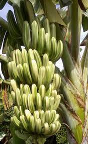 As we enter the dog days of summer, i find myself pondering longevity and the cycles of time. Ae Ae Musa Variegated Banana Banana Cavendish Mindanao Facebook
