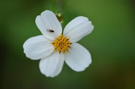 Image result for Bidens biternata