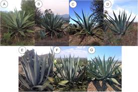 Para él, ahora la vida es una milla verde sin fin que debe recorrer como condena de sus actos. Management Morphological And Genetic Diversity Of Domesticated Agaves In Michoacan Mexico Journal Of Ethnobiology And Ethnomedicine Full Text
