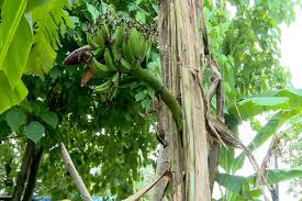 They fruit best in the coastal and tropical south, but old, established plants growing in protected spots in the lower south occasionally bear fruit. Look Banana Plant Bears Fruit From The Center Of Trunk Abs Cbn News