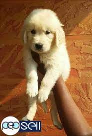18,000 rs to 40,000 rs. Golden Retriever Puppy For Sale At Ernakulam Ernakulam Free Classifieds