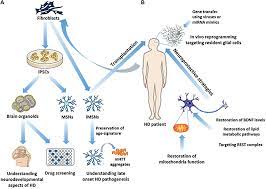 Frontiers Regenerative Approaches In Huntington S Disease From Mechanistic Insights To Therapeutic Protocols Neuroscience