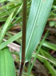 Image result for Panicum aequinerve