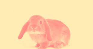 Try to include the source or link directly to it. Australia Killed Hordes Of Adorable Rabbits With Biological Warfare And That S A Good Thing