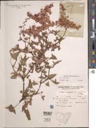 Image result for Rumex sagittatus