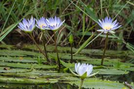 Image result for Nymphaea nouchali