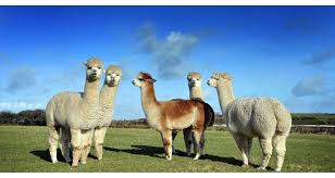 This family has llamas, alpacas, and vicuñas that are usually the least known. Alpacas The New Herd On The Block Countryside Online