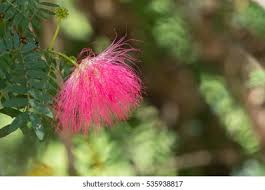 Image result for Calliandra tweedii