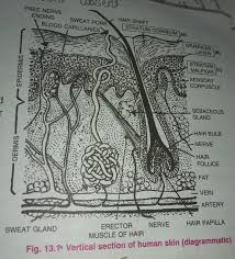Anatomy of human cells intestine cells vector human cells cell types human body cells cell type types of human tissue liver cell blood cell diagram cells type. Draw The Diagram Of Vertical Section Of Human Skin Fast Brainly In