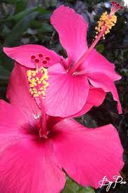 Kumpulan nama bunga lengkap beserta gambar dan deskripsinya. Pin On Flowers Picture By Me