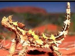 Lagarto Diablo Espinoso Reptiles Insectos