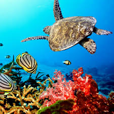Caribbean Sea Turtle Wallpaper For Ipad Air Sea Turtle Wallpaper Underwater Animals Animal Wallpaper