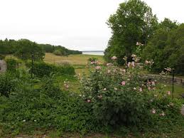 Image result for Grona setigera