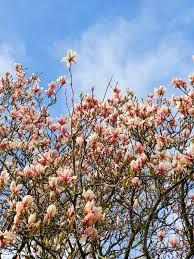 Before opening, buds have an egg shape. Kavey Eats How To Pickle Magnolia Blossoms