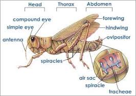 High quality carapace gifts and merchandise. Insects Are Part Of The Arthropod Phylum Of Creatures Arthropods Are Invertebrates That Have External Skeletons Joi Anatomy Animal Classification Grasshopper