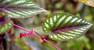 Image result for Cissus