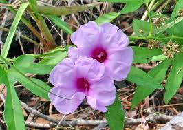 Image result for Ipomoea mauritiana