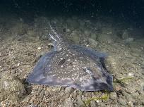 Introducing the seasonal sharks of Britain
