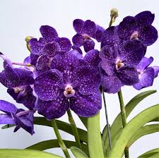 Image result for Vanda