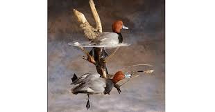 Here Are 10 Of The Coolest Taxidermy Jobs And Mounts You Ll Want To Replicate Of Your Last Hunt Waterfowl Art Taxidermy Display Waterfowl Taxidermy