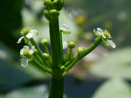 Image result for Limnophyton obtusifolium