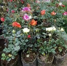 Berbagai pengetahuan terkait tanaman hias bunga melati dan mawar dan taman lain nya juga. Tanaman Hias Bunga Mawar Konstruksi Dan Taman 797260536