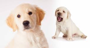 Her iki ebeveyn köpeği de amerika birleşik devletleri'nde ve dünyanın her yerinde çok. Goldador Der Golden Retriever Labrador Retriever Mix Meine Hundenamen