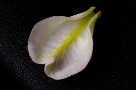 Image result for Nervilia sp.no.4