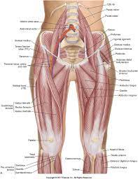 We can use an argand diagram to plot values of a function w(z) as well as just z itself, in which case we could label the axes u and v, referring to the real and imaginary parts of w. Male Anatomy Groin Anatomy Drawing Diagram