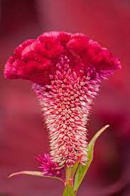 Pin On Flowers