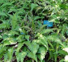 Image result for Blechnum attenuatum