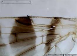 Image result for Rhagoletis completa