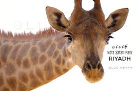 Nofa African Resort Safari And Wildlife Center Riyadh Blueabaya Com