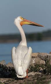 Pelican 2017 4 By Thomas Young In 2020 Aquatic Birds Sea Birds Pet Birds