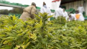 Angeschafft, was ich demnächst wohl besser mal tun. Erste Deutsche Cannabis Ernte Wohl 2020