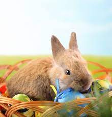 What's the easter bunny's phone number. Here S The Easter Bunny S Phone Number For Your Kids To Call This Holiday Easter Bunny Easter Animals For Kids